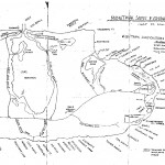 MontaukMap