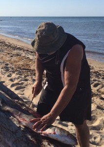 BLOODY LOG: Field filleting chopper bluefish on the beach