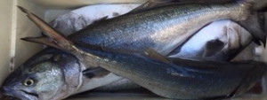 FEED THE SMOKER: A Cooler filled with fat finny bluefish