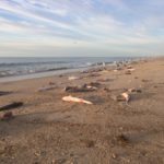 SandSharkMassacreNapeague2019