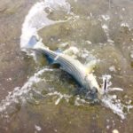 Striper2Douglaston032020