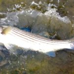 Striper3Douglaston032020