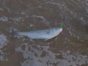 Diamond jigs sized A17 with green tubes have been consistently deadly on the small bass that have dominated the Montauk surfcasting action this season